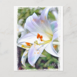 Easter lily [Postcard] ポストカード