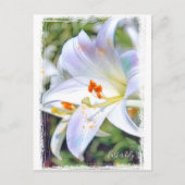 Easter lily [Postcard] ポストカード (正面)