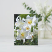 Easter lily [Postcard] ポストカード (スタンド正面)