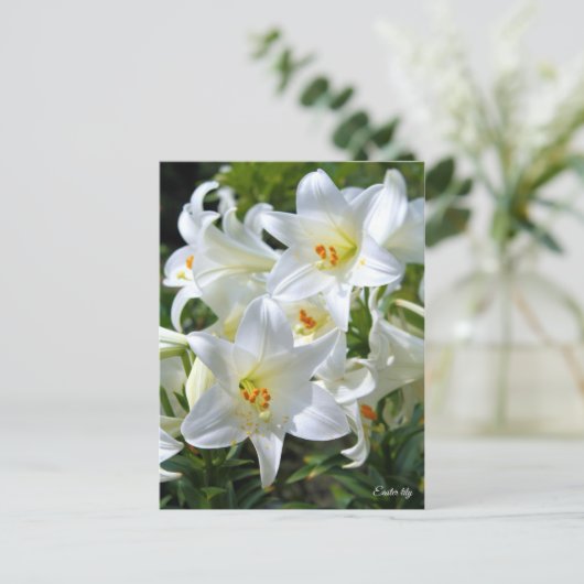 Easter lily [Postcard] ポストカード (スタンド正面)