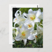 Easter lily [Postcard] ポストカード (正面/裏面)