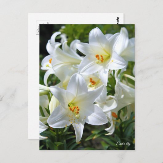 Easter lily [Postcard] ポストカード (正面/裏面)