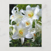 Easter lily [Postcard] ポストカード (正面)