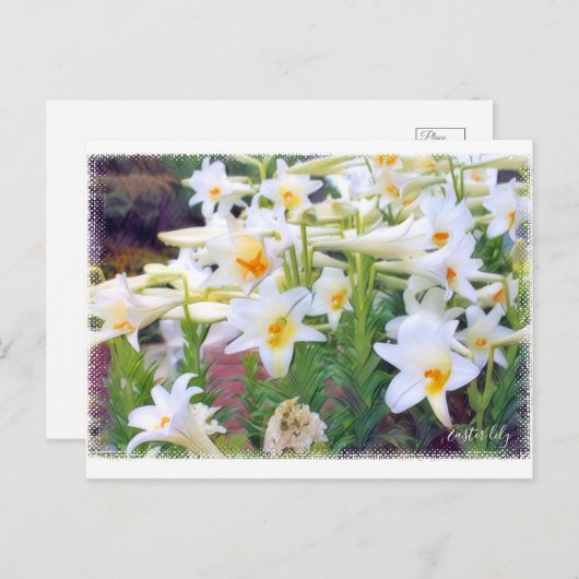 Easter lily [Postcard] ポストカード (正面/裏面)