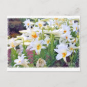 Easter lily [Postcard] ポストカード (正面)