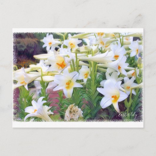 Easter lily [Postcard] ポストカード (正面)