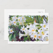 Easter lily [Postcard] ポストカード (正面/裏面)
