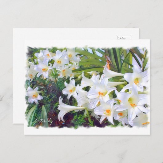Easter lily [Postcard] ポストカード (正面/裏面)