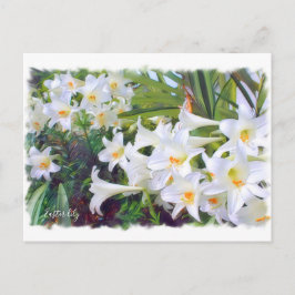 Easter lily [Postcard] ポストカード