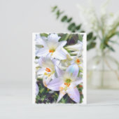 Easter lily [Postcard] ポストカード (スタンド正面)