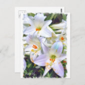 Easter lily [Postcard] ポストカード (正面/裏面)