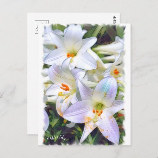 Easter lily [Postcard] ポストカード (正面/裏面)
