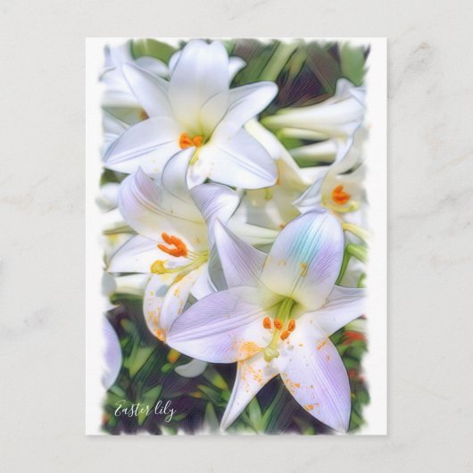 Easter lily [Postcard] ポストカード (正面)