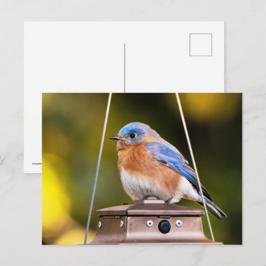 Eastern Bluebirdはがき ポストカード (正面/裏面)