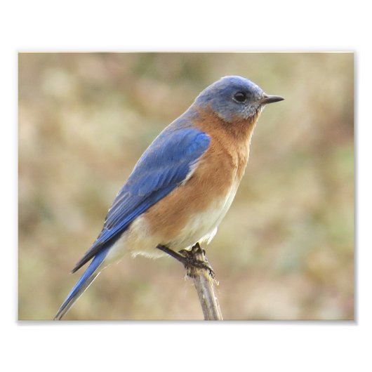 Eastern Bluebirdフォトプリント フォトプリント (正面)