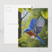 Eastern Bluebird ポストカード (正面/裏面)