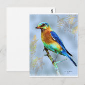 Eastern Bluebird...ポストカード ポストカード (正面/裏面)