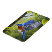 Eastern Bluebird マグネット (左側)