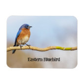 Eastern Bluebird マグネット (横)