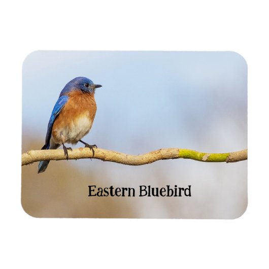 Eastern Bluebird マグネット (横)