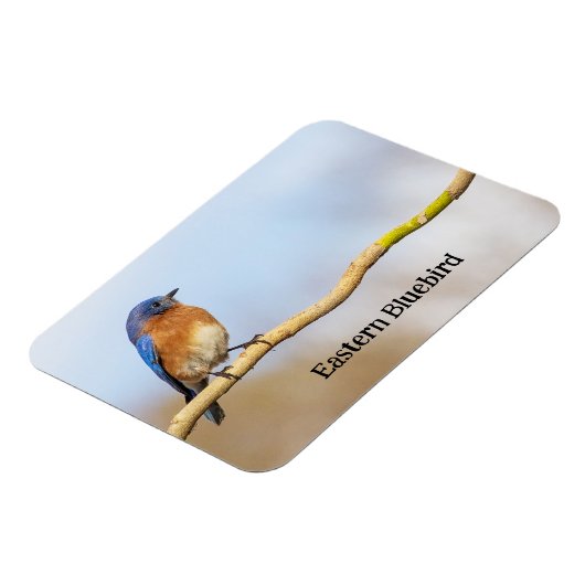 Eastern Bluebird マグネット (左側)