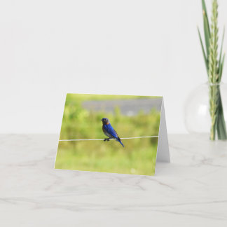 Eastern Bluebird #1 -メモカ空白のード サンキューカード