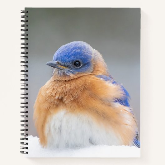 Eastern Bluebird Bird OfficeギフトノートブックSpiral ノートブック (正面)