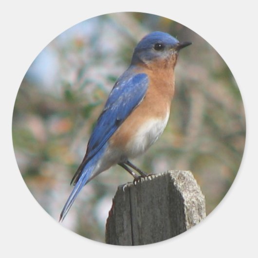 Eastern Bluebird Maleステッカー ラウンドシール (正面)