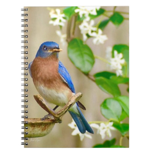 Eastern Bluebird Notebookスパイラルジャーナルギフト ノートブック (正面)