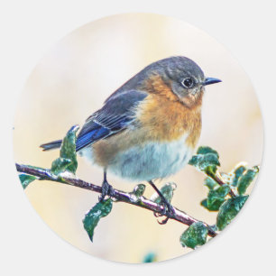 Eastern Bluebird on Limb Roundステッカー ラウンドシール