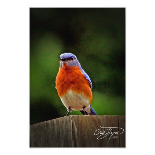 Eastern Bluebird Wall Decor写真 フォトプリント (正面)