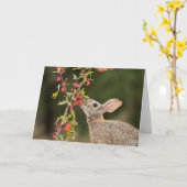 Eastern Cottontail | South Texas カード (黄色い花)