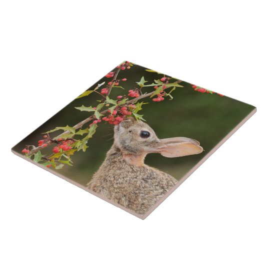 Eastern Cottontail | South Texas タイル (側面)