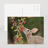 Eastern Cottontail | South Texas ポストカード (正面/裏面)
