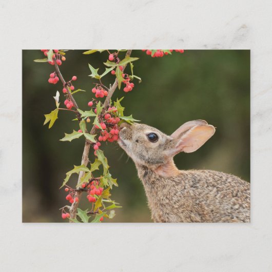 Eastern Cottontail | South Texas ポストカード (正面)