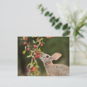 Eastern Cottontail | South Texas ポストカード (スタンド正面)