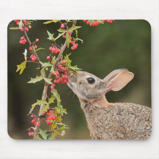 Eastern Cottontail | South Texas マウスパッド (正面)