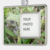 Eastern Grey Treefrog Nature Photography シルバープレートフレームオーナメント (左)