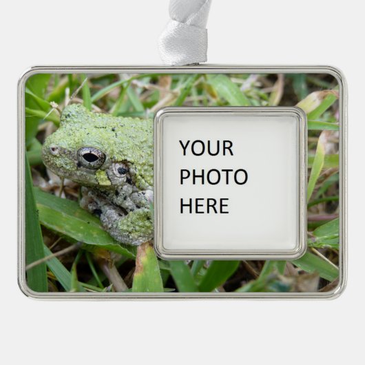 Eastern Grey Treefrog Nature Photography シルバープレートフレームオーナメント (正面)