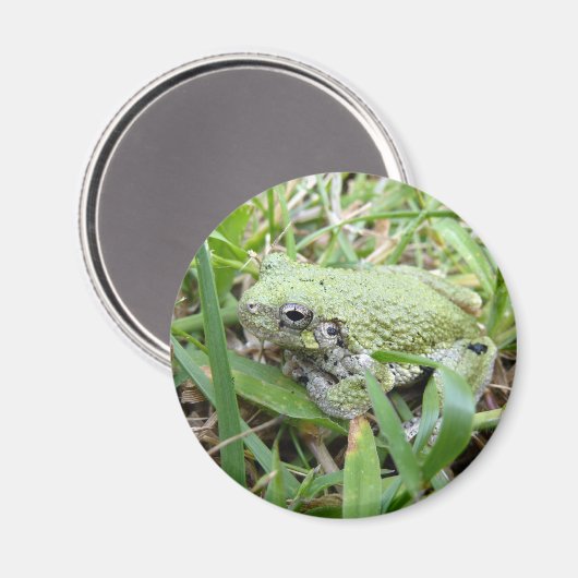 Eastern Grey Treefrog Nature Photography マグネット (正面/裏面)