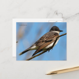 Eastern Kingbird Flycatcher Songbird on a Branch ポストカード