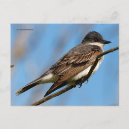 Eastern Kingbird Flycatcher Songbird on a Branch ポストカード