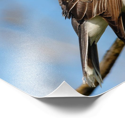 Eastern Kingbird on a Branch フォトプリント (角)