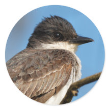 Eastern Kingbird on a Branch