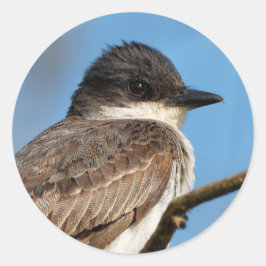 Eastern Kingbird on a Branch ラウンドシール