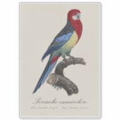 Eastern rosella or Platycercus eximius parakeet シール (正面)