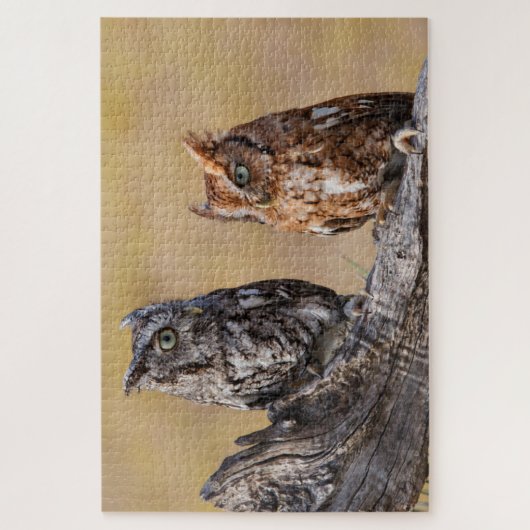 Eastern Screech Ow Roosting in Tree ジグソーパズル (縦)