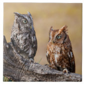 Eastern Screech Ow Roosting in Tree タイル (正面)