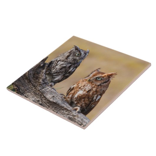 Eastern Screech Ow Roosting in Tree タイル (側面)