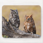 Eastern Screech Ow Roosting in Tree マウスパッド (正面)